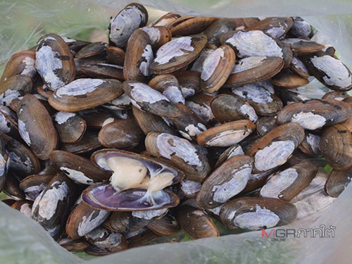 เตือน!! อันตรายห้ามกิน “หอยตีเบง” thaihealth