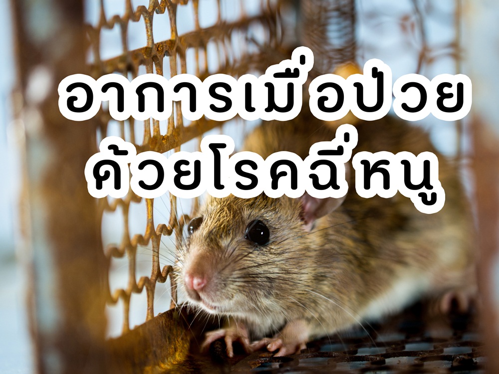 อาการเมื่อป่วยด้วยโรคฉี่หนู thaihealth