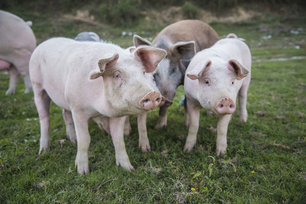 ปศุสัตว์สั่งสกัดอหิวาต์หมู ใช้โมเดลไข้หวัดนก thaihealth